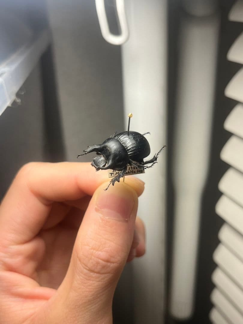 【21mm】Taurocerastes patagonicusセンチコガネフンコ