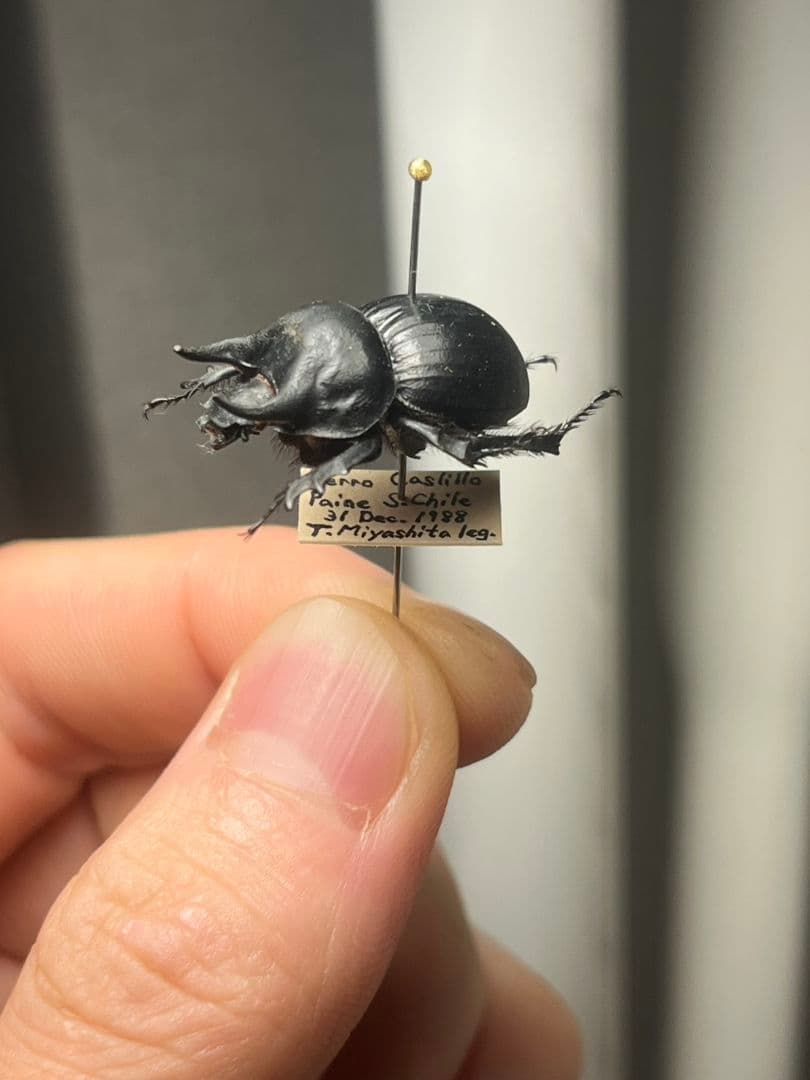 【21mm】Taurocerastes patagonicusセンチコガネフンコ