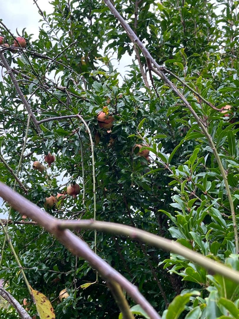 ななちゃん　ザクロ