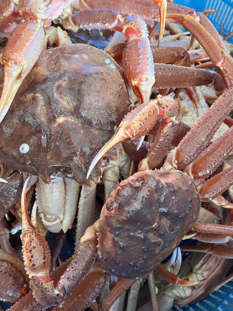 北海道産　活オオズワイガニ　大サイズ4杯