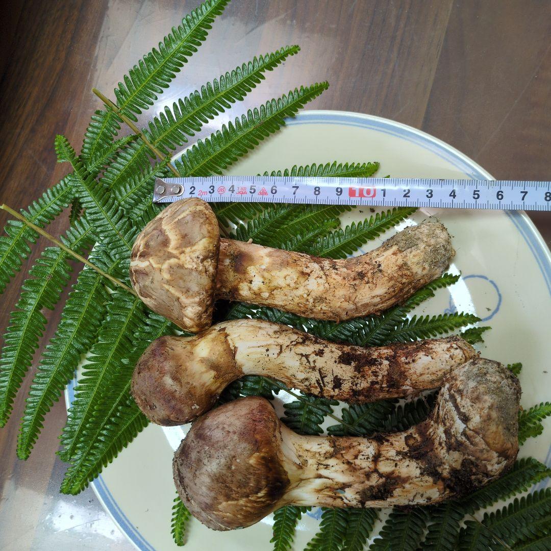 （国産）香川県塩江町産　天然松茸11/15①　259グラム