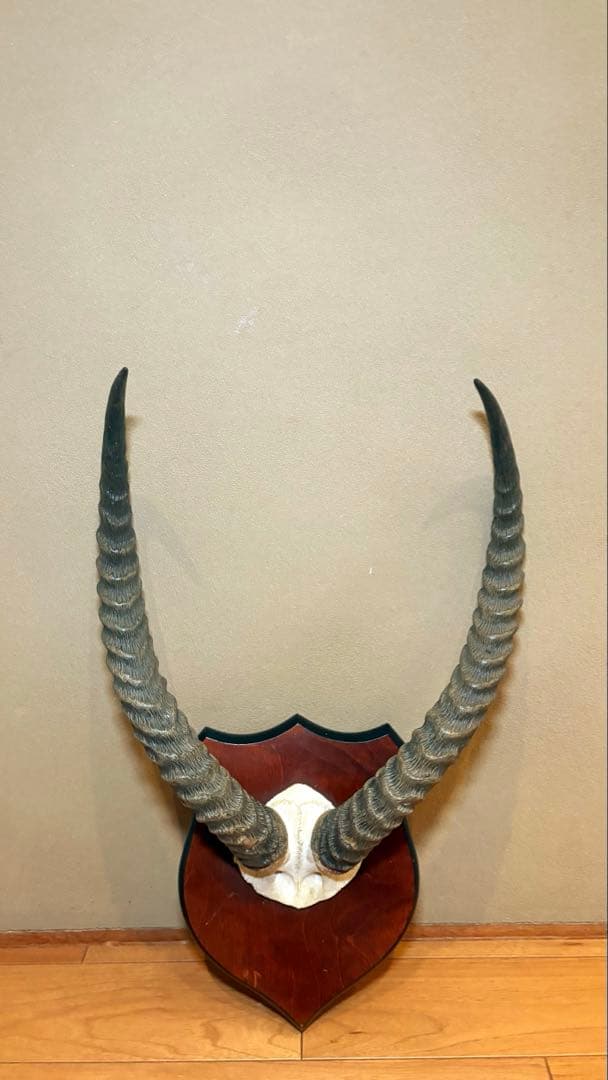 KOB（コブ）角 ハンティングトロフィー アフリカ 剥製 インテリア アート