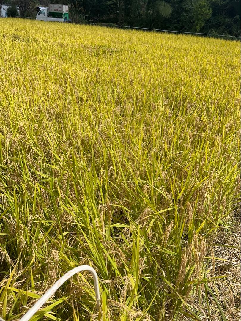 【令和7年産】栃木県日光市産 コシヒカリ 20kg（玄米）産地直送 注文後精米！