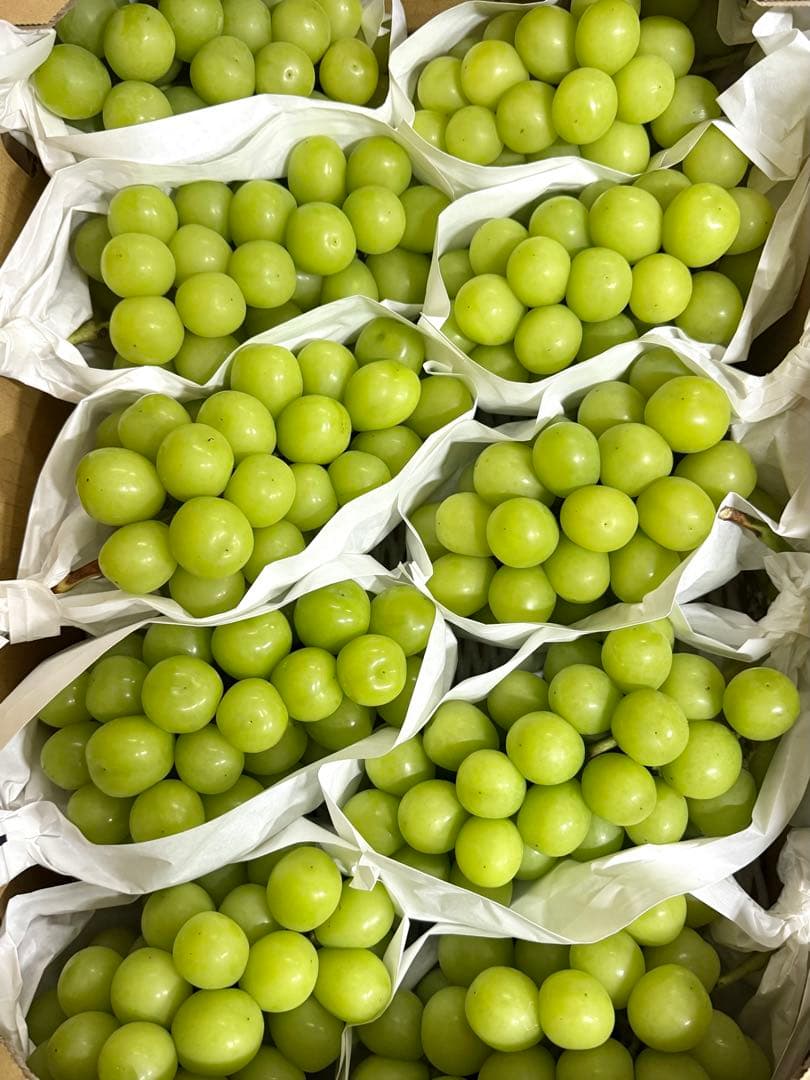 早い者勝ち！残り4箱！14日発送！今シーズン最終山梨県産シャインマスカット5kg