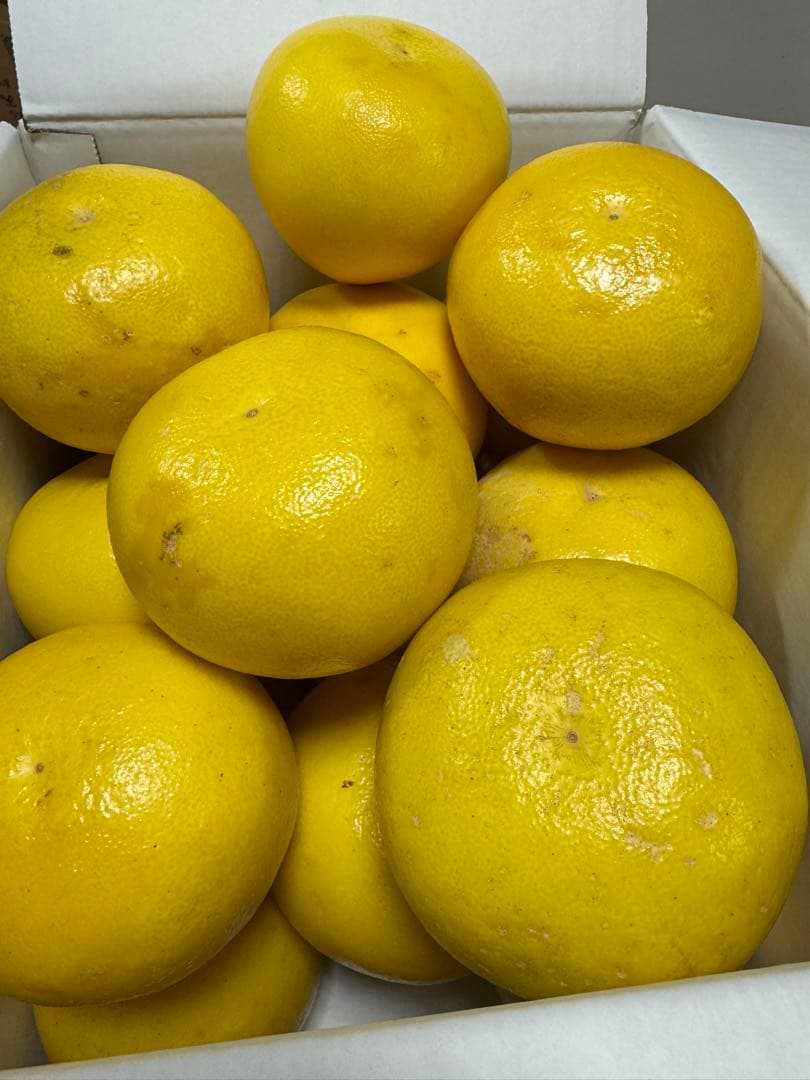 文旦　水晶文旦　みかん　好きに　　62