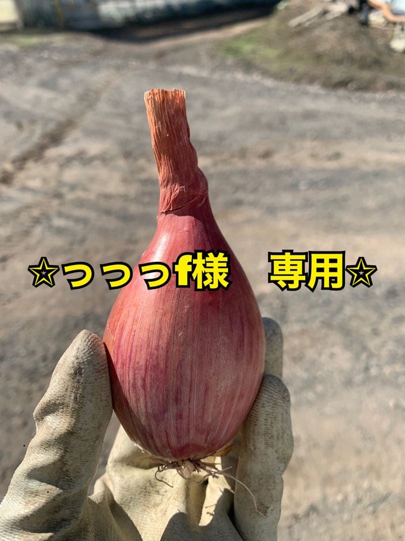 北海道産　無農薬　ベルギーエシャロット　コンサーバー　正品　10kg