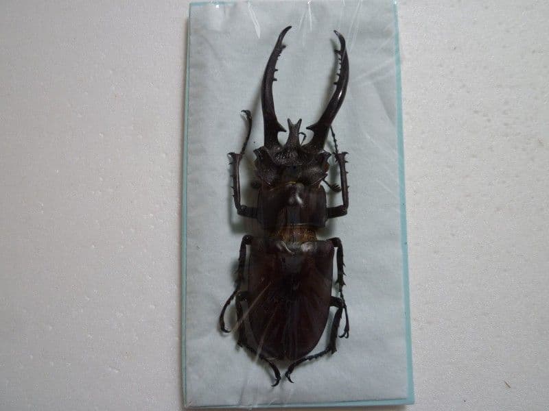 ヘルマンミヤマクワガタ♂Lucanus hermani/江西省.九江産/85mm