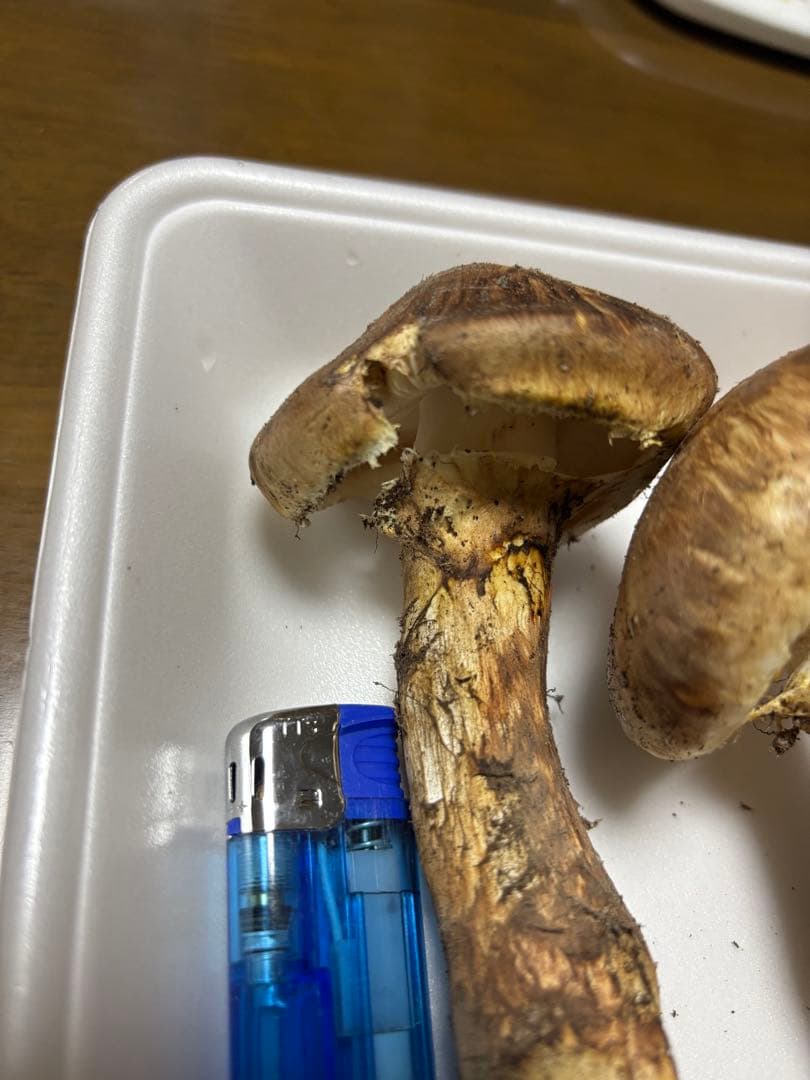 香川県産　獲れたて松茸1 3本157グラム　国産　天然物