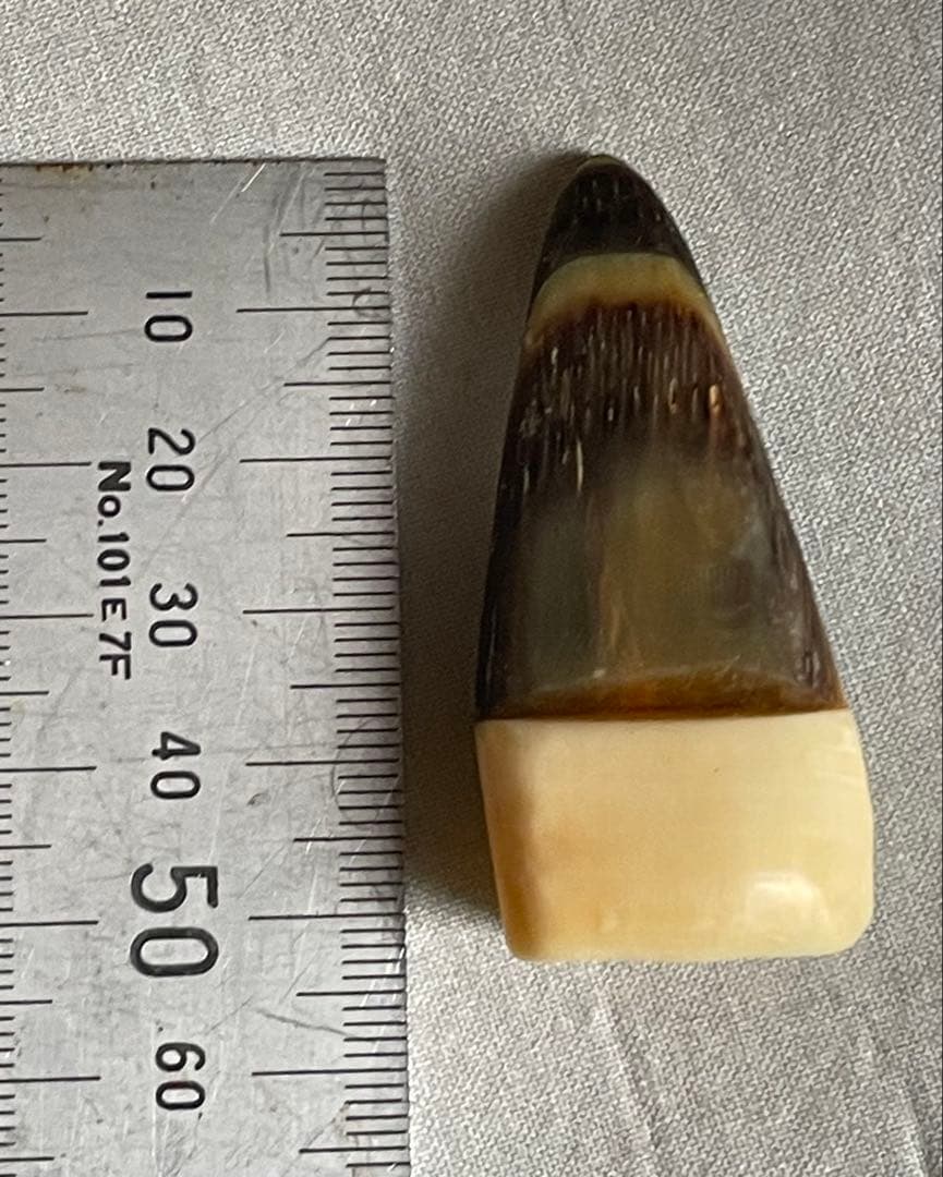 三線用　爪　鯨髭＋鯨歯　Aタイプ　最終出品分