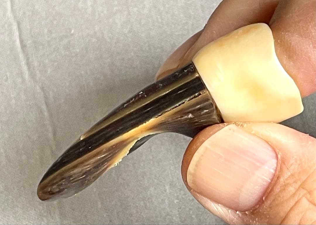 三線用　爪　鯨髭＋鯨歯　Aタイプ　最終出品分