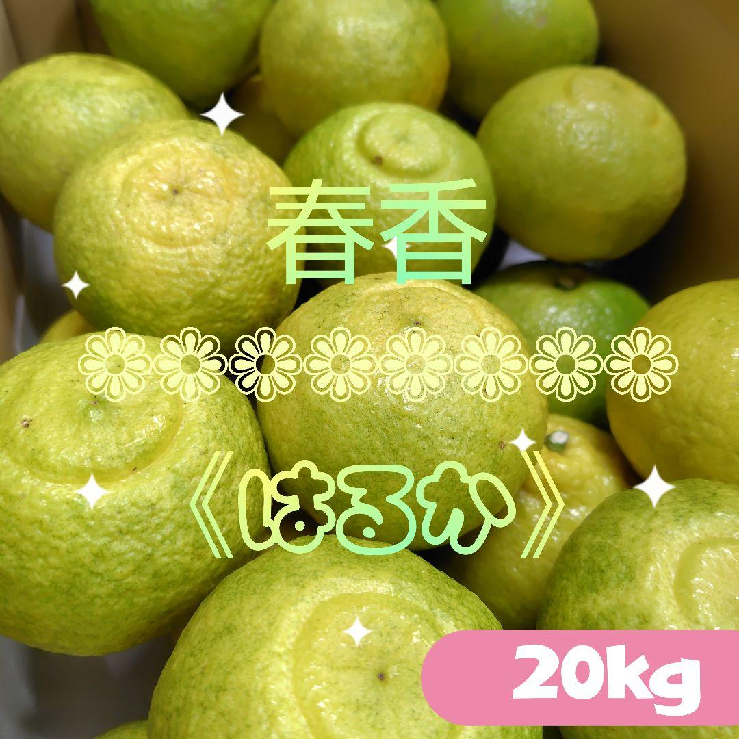 【ꕤ438】はるか『ご家庭用』熊本みかん（20kg）