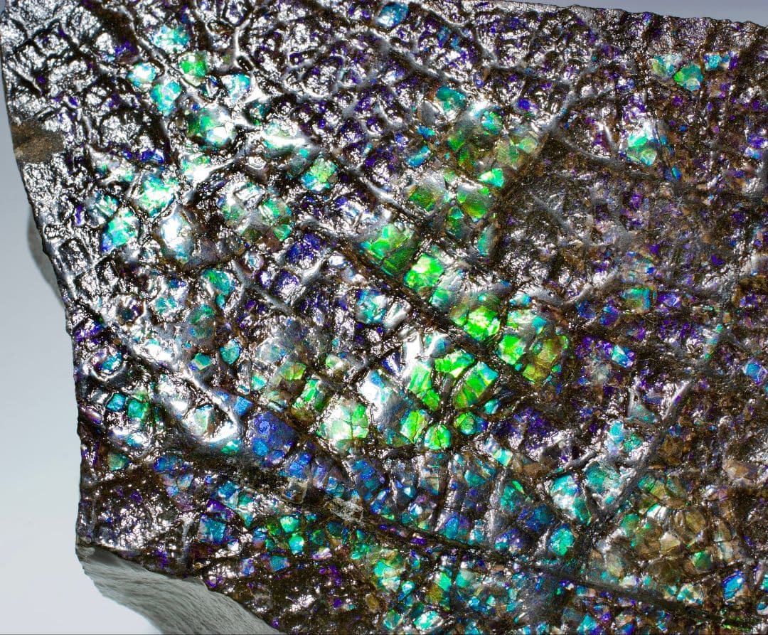 カナダ アンモライト 宝石標本