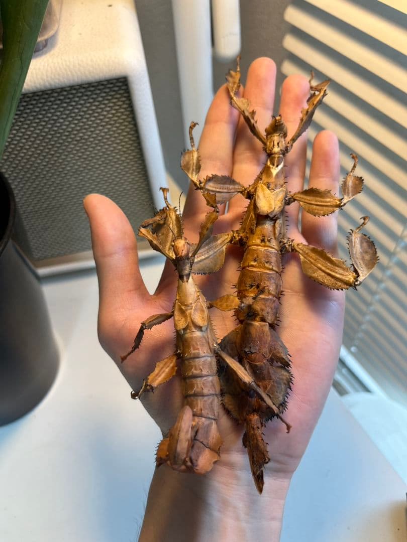 【150mm】ユウレイヒレアシナナフシの昆虫標本 コノハムシ