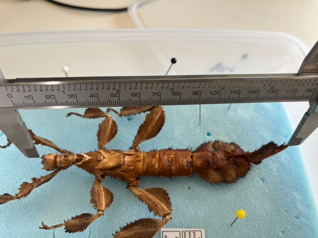 【150mm】ユウレイヒレアシナナフシの昆虫標本 コノハムシ