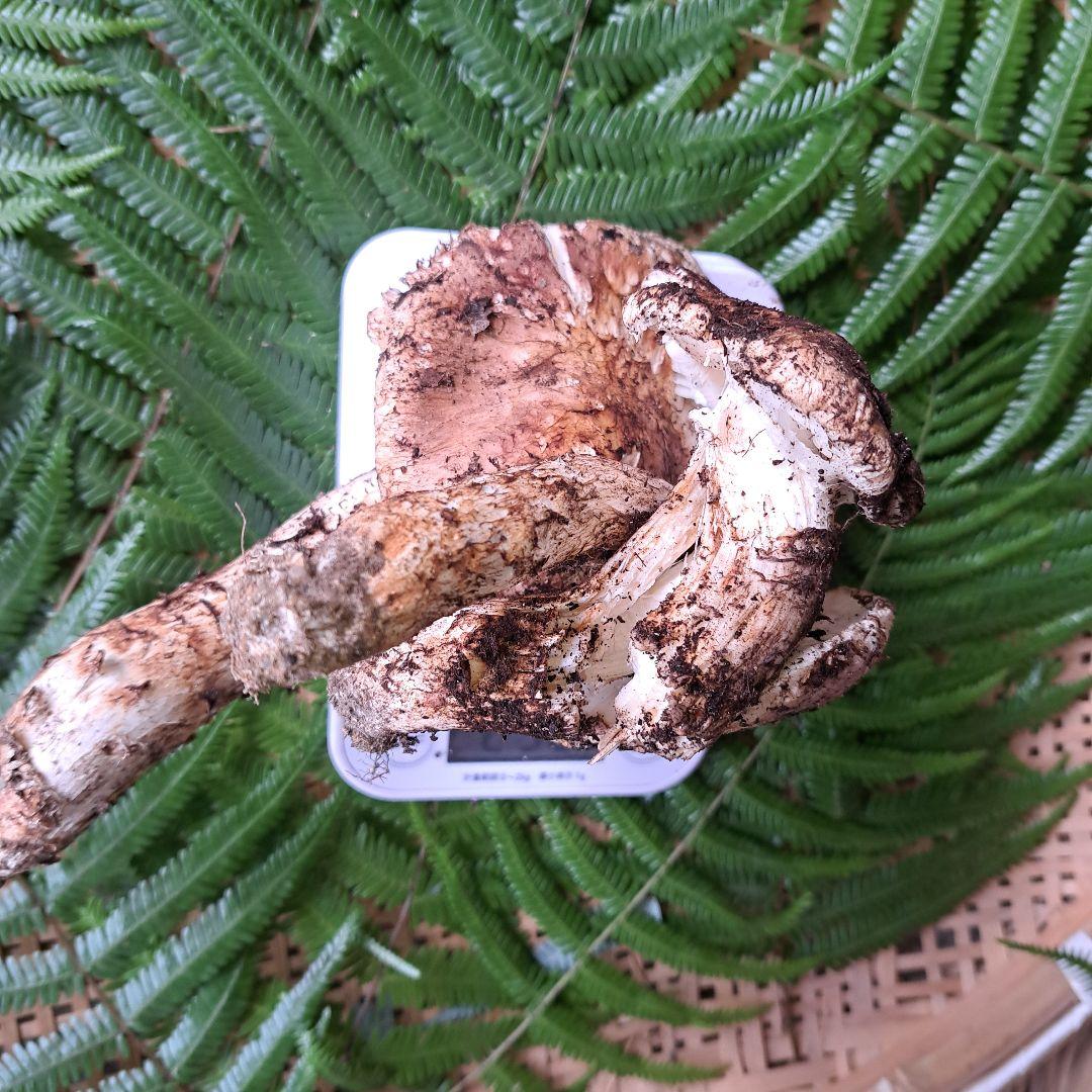 広島県産松茸　256g　2本折れてます。