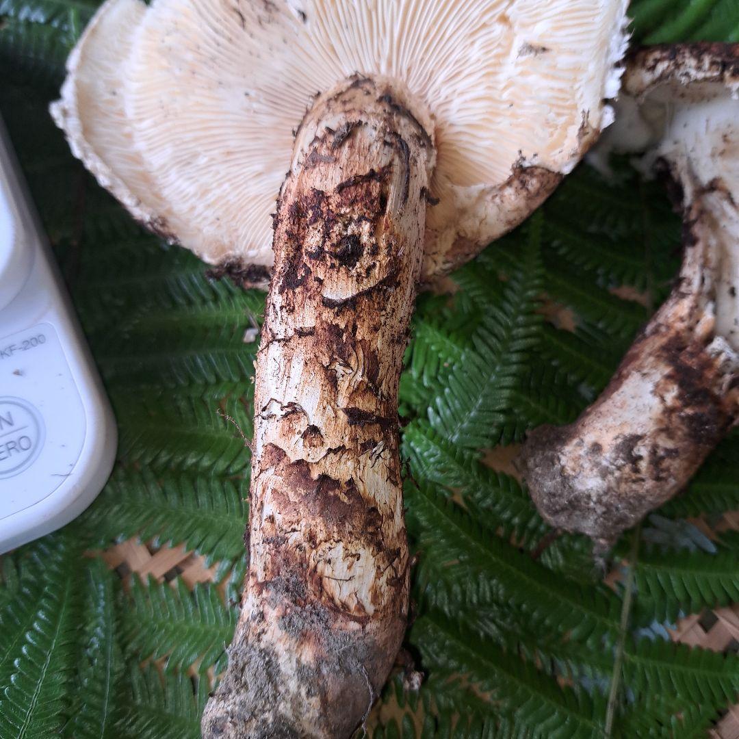 広島県産松茸　256g　2本折れてます。