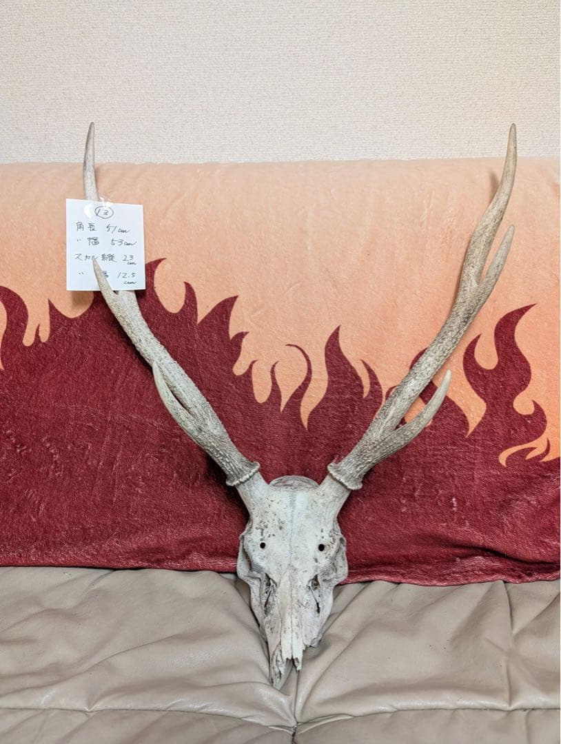 【19個限定】下栗の里　日本鹿　スカル　No.13