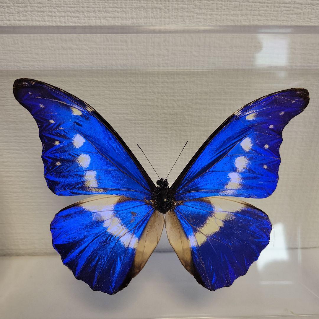 蝶の標本　熱帯の宝石(特珍)
