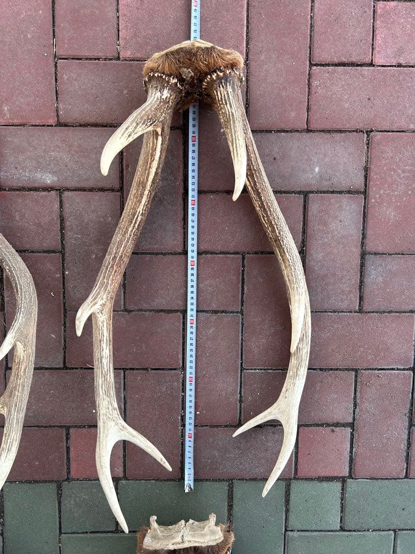 蝦夷鹿の角　14本　全部対　70から80センチ 超大型