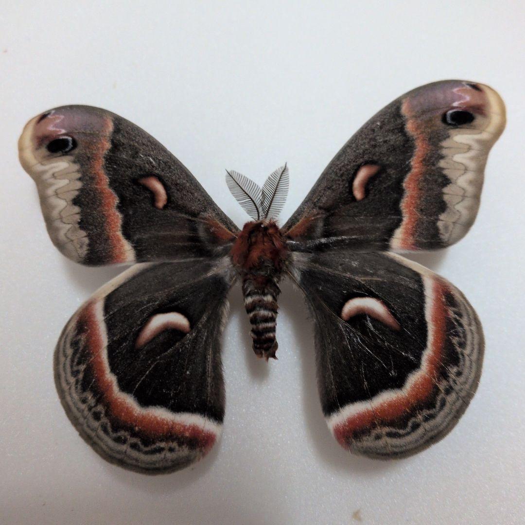 セクロピアサン　蝶標本　蛾標本　美麗！　外国産蝶標本