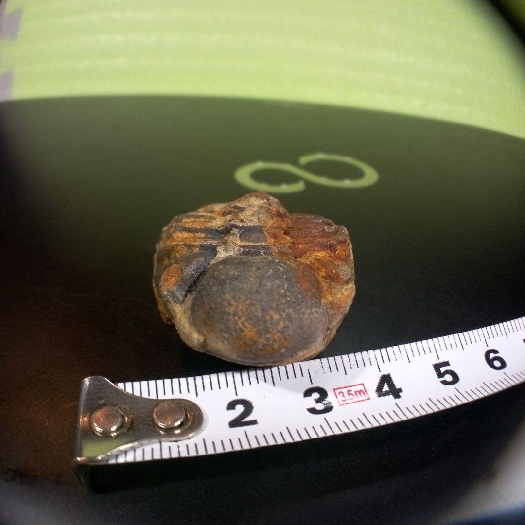 三葉虫　化石　fossil　ボリビア産　トライロバイト　三葉虫個体②
