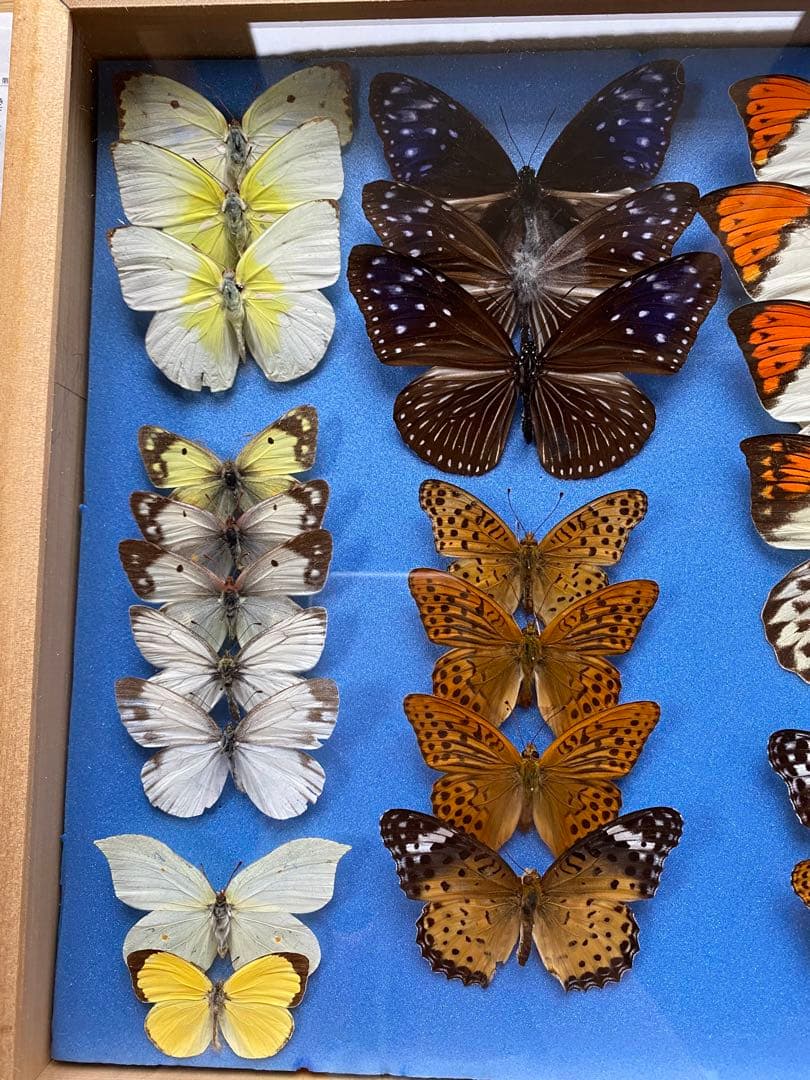 蝶々標本　27頭　木製額(ガラス) 約30cm x 43cm