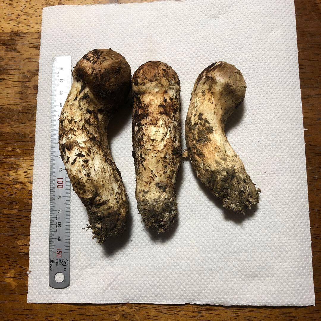 長野県信州産　国産松茸　約200g