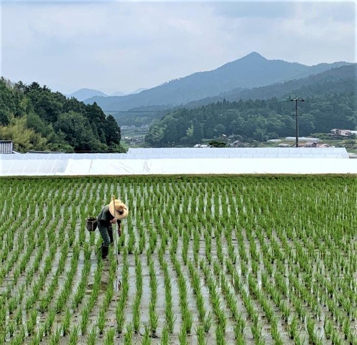 農家保有米 令和7年産 10キロ 玄米 コシヒカリ 10kg(5kg×2) 新米