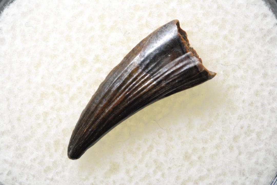 パロニコドンの歯 [DS400] 恐竜の化石 希少 レア