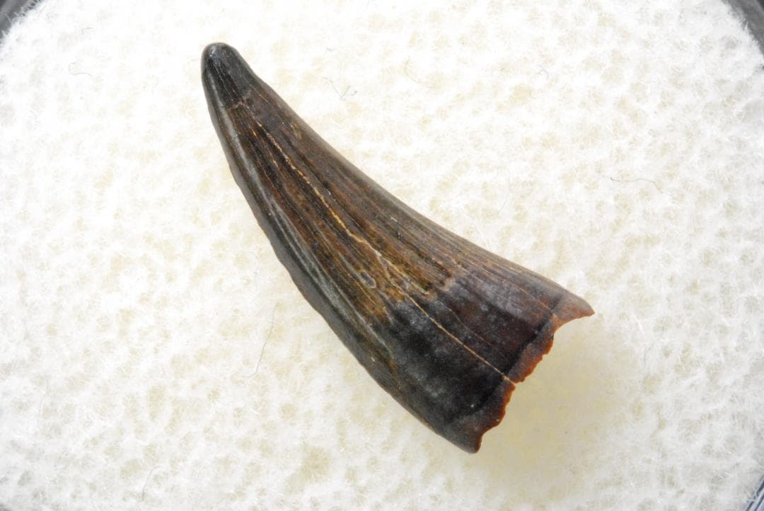 パロニコドンの歯 [DS400] 恐竜の化石 希少 レア