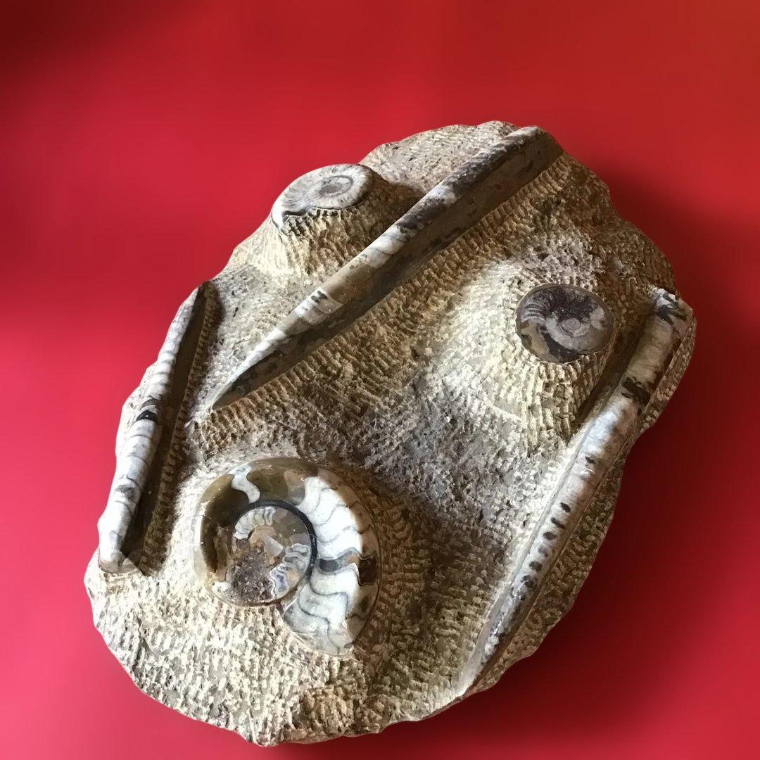 貝化石　大型　6、75kg 玄1