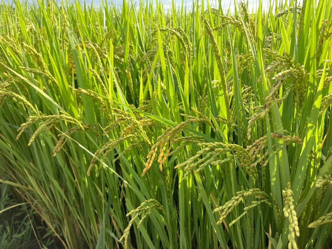 福島県産「天のつぶ」令和7年産新米 10kg 天日干し（棒掛け）