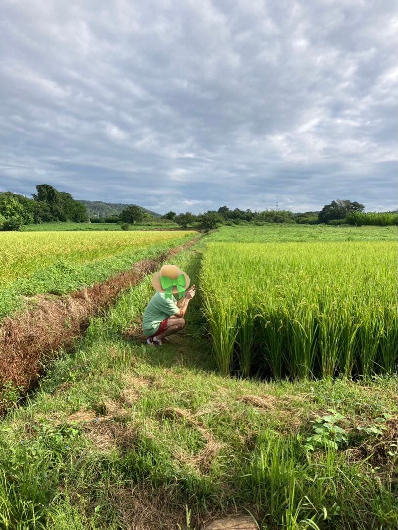 福島県産「天のつぶ」令和7年産新米 10kg 天日干し（棒掛け）