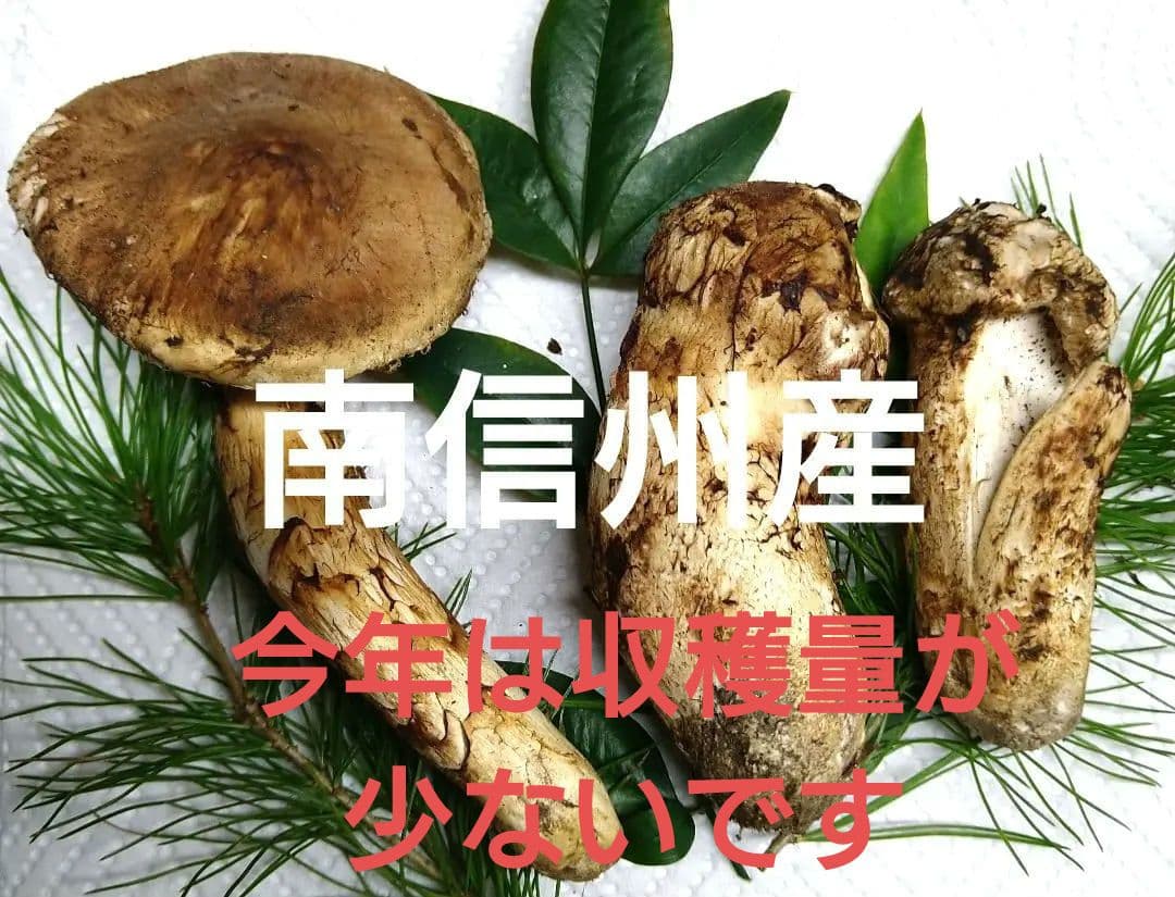 55.南信州産松茸約100g