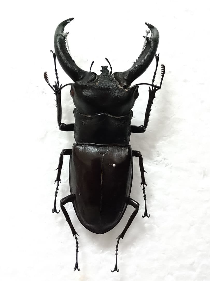大型ジャワリノケロスフタマタクワガタ標本