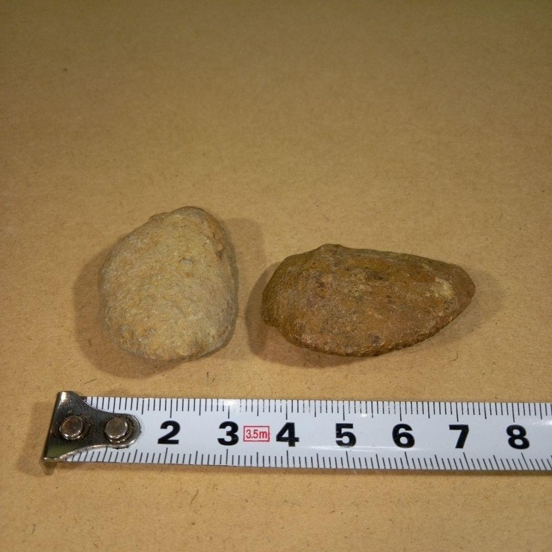 三葉虫　化石　fossil　ボリビア産　レア　Fossil判別③