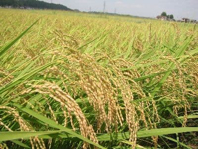 玄米10kg岩手県奥州市前沢産ひとめぼれ令和7年産米