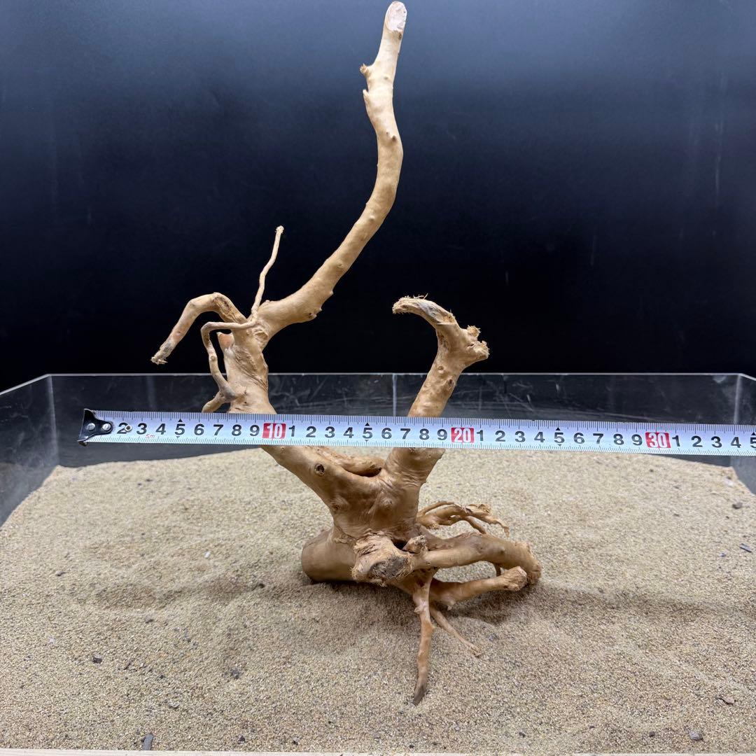 MDW-7164 ブランチウッド2本セット　流木　枝流木　アクアリウム