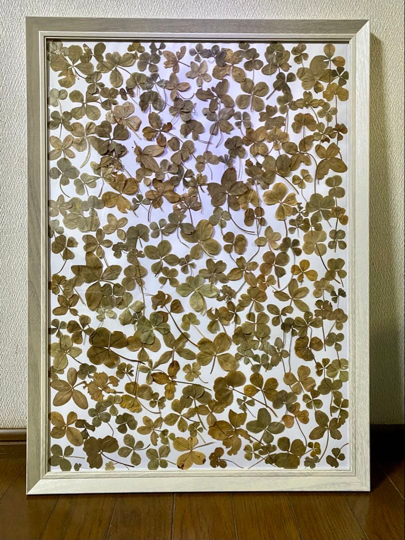 天然本物の 四つ葉のクローバーレリーフアート 幸運 幸せ ウィッシュコア 村上隆