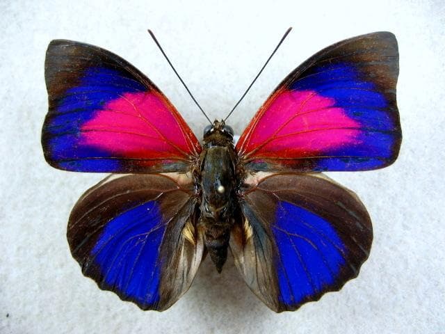 特別価格　コレクションシリーズアグリアスロドリゲッティー.-1