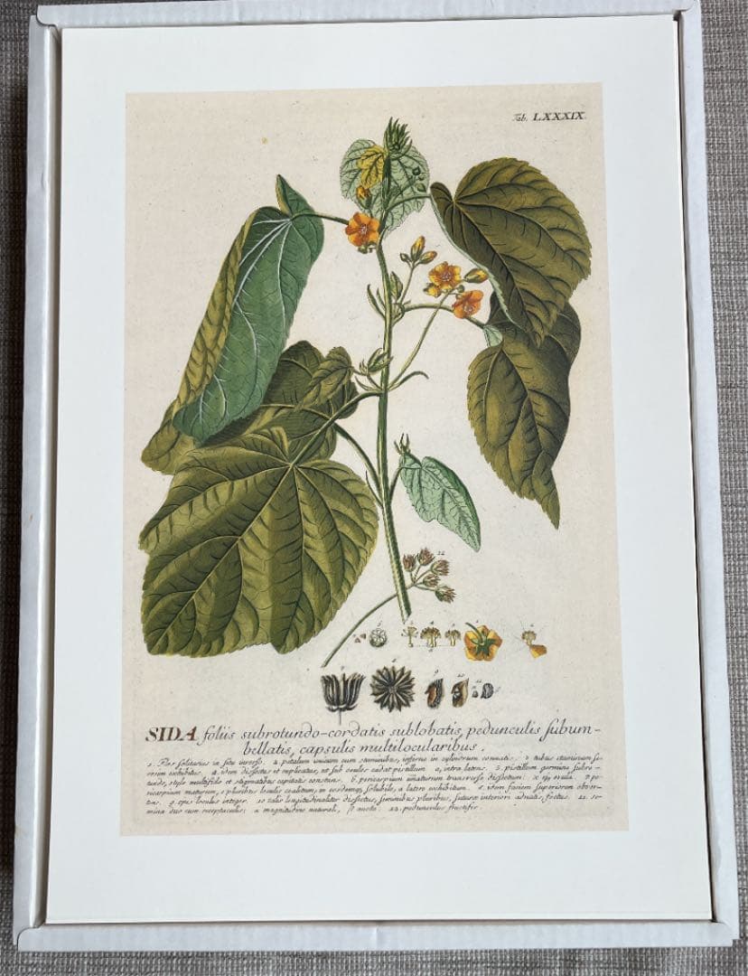 C.J.トレウ　植物精選百種図譜