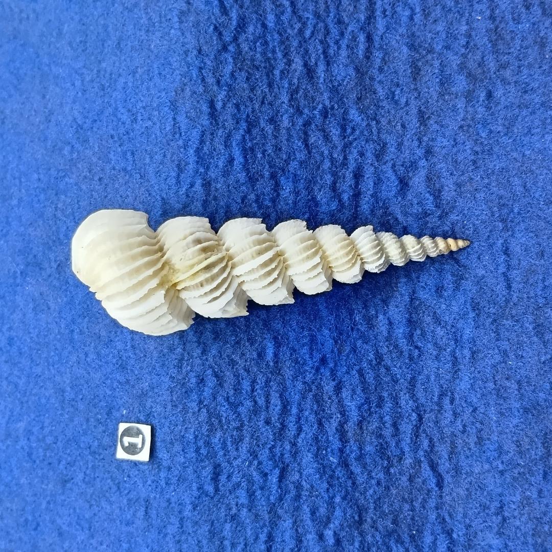 ①-1貝標本ヤエバイトカケ（蓋付：胴太型）