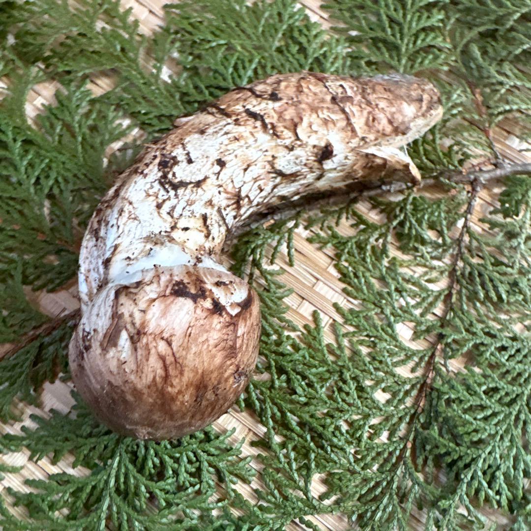 長野県南信州産‼️松茸 110 g 11/7朝採れ