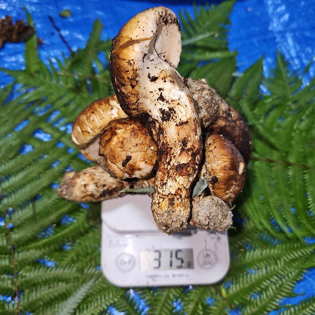 広島県産 松茸 315g　食材仕入れ専用さま