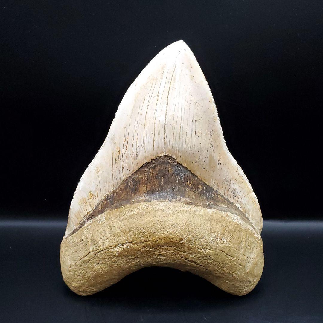 極上 メガロドン 歯 化石 本物 インドネシア 136.29mm mg17