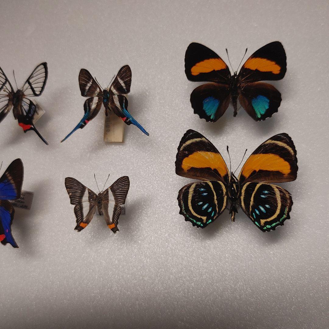 シジミタテハ「5種」