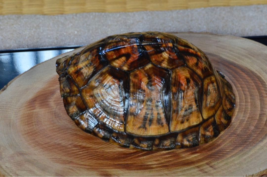 トウブハコガメ骨格標本(甲羅)赤系放射模様　剥製　爬虫類