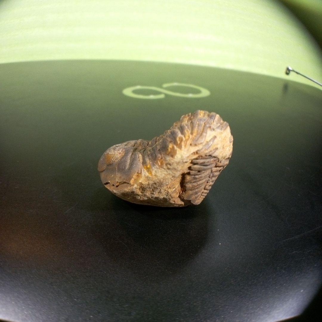 三葉虫　化石　fossil　海　ボリビア産　trilobite　海生動物分類③