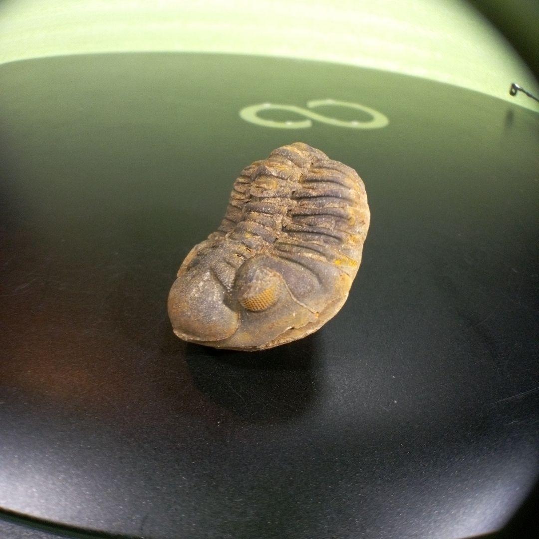 三葉虫　化石　fossil　海　ボリビア産　trilobite　海生動物分類③