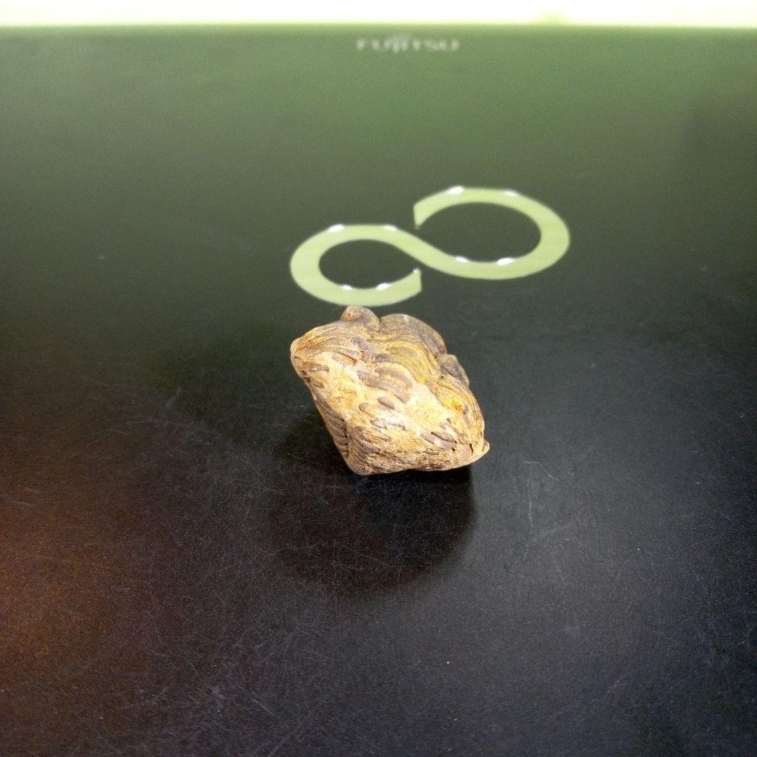 三葉虫　化石　fossil　海　ボリビア産　trilobite　海生動物分類③